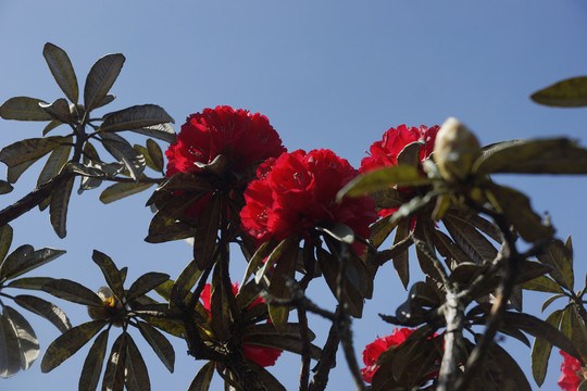 菌子山杜鹃花