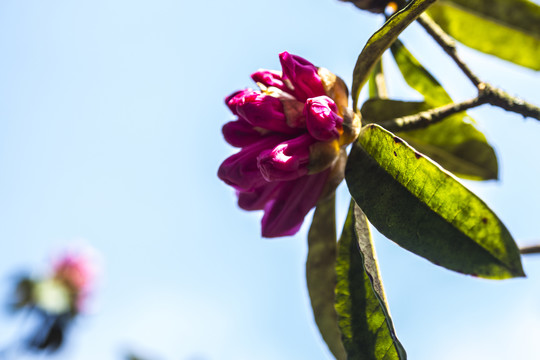 菌子山杜鹃花