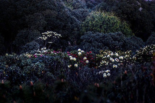 菌子山杜鹃花