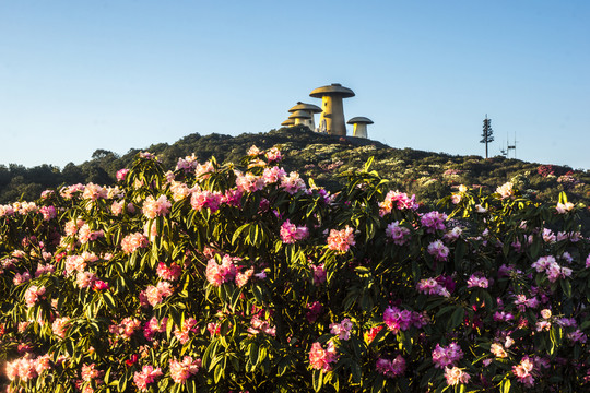 菌子山杜鹃花