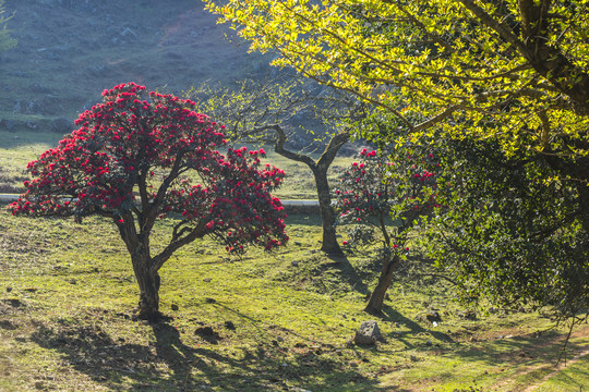 菌子山杜鹃花