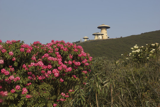 菌子山杜鹃花