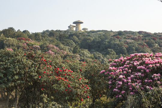 菌子山杜鹃花