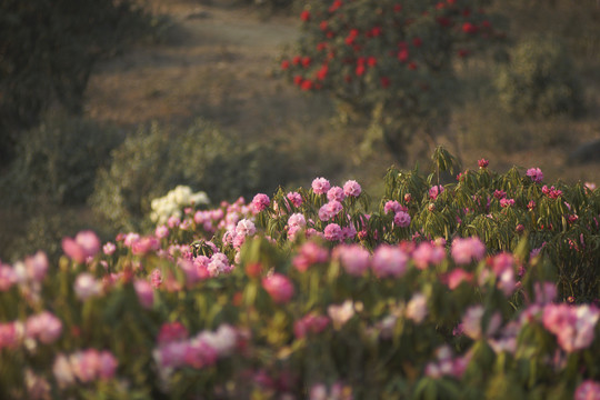 菌子山杜鹃花