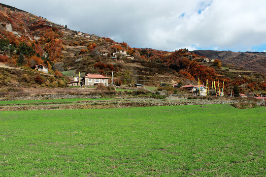 阿坝州黑水县秋色秋天草地