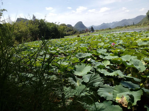 云南丘北普者黑风景区荷塘