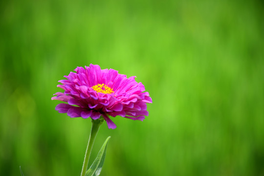 百日菊花