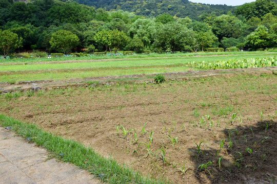 农村田地