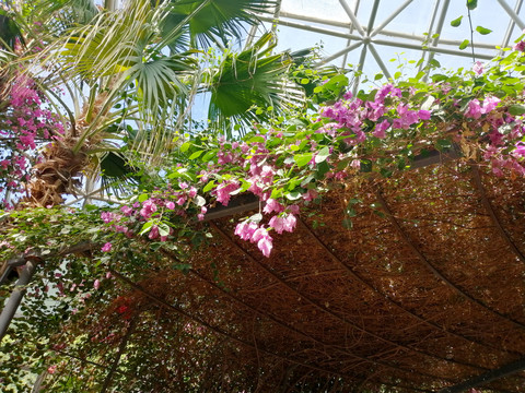 燦爛陽光下的葉子花藤
