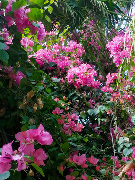 茂盛的粉色叶子花