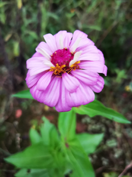 粉色的百日菊