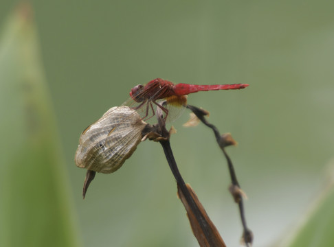 红蜻蜓