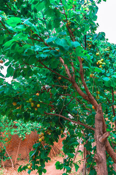 杏果树