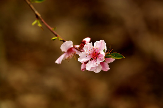 桃花