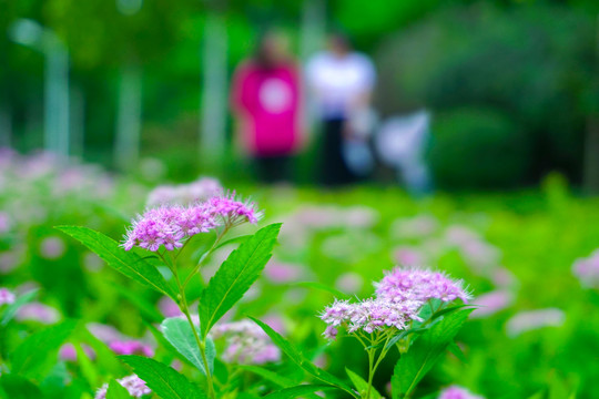 粉花绣线菊