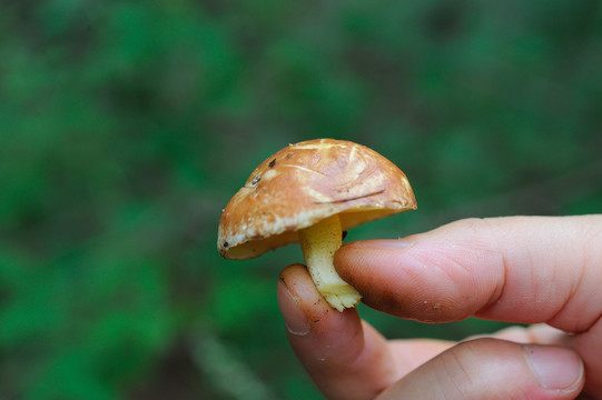 松蘑菇
