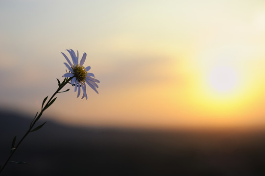 夕阳里的野花