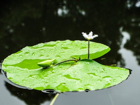 睡莲