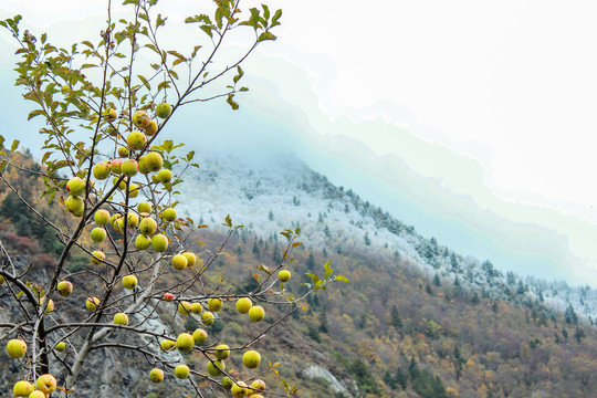 苹果雪山苹果树