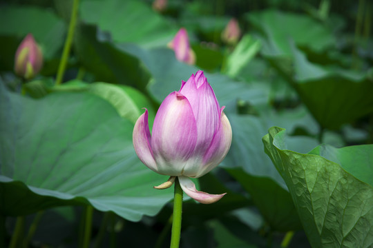 夏天荷花池