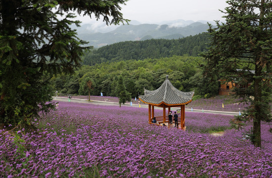 野三关铁厂荒森林花海