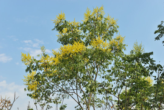 楠树花开美丽乡村