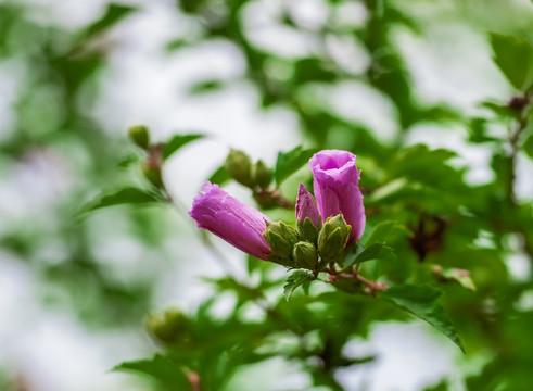 木棉花