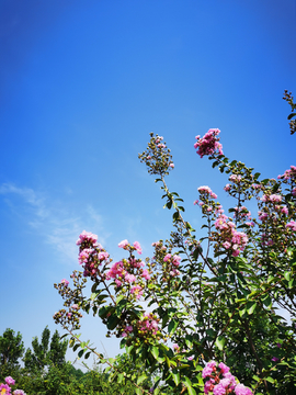 圣露庄园鲜花