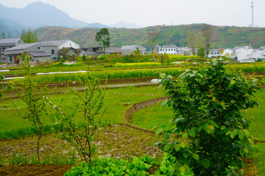 中峰田野