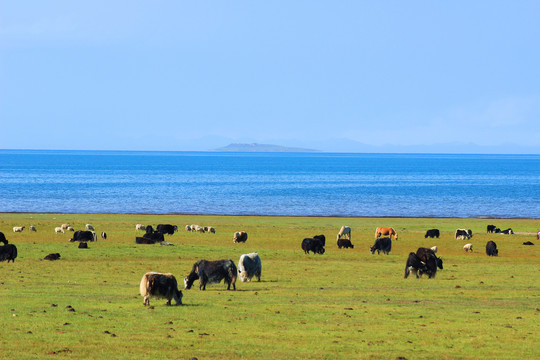 青海湖