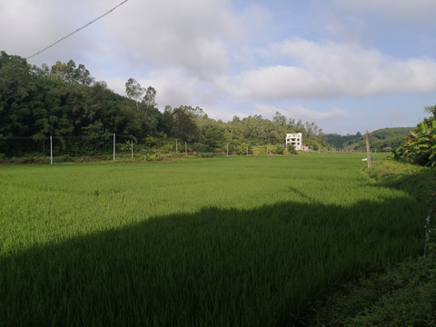 田野