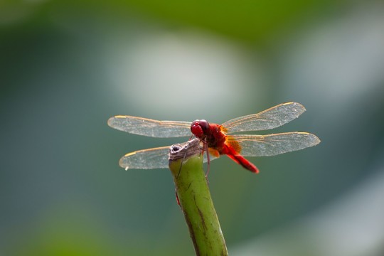 红蜻蜓