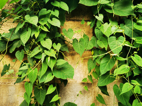 绿叶绿植背景