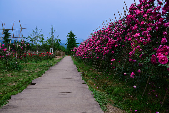 玫瑰花月季花