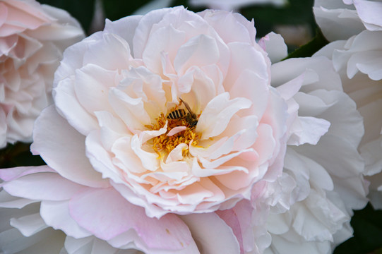 玫瑰花月季花