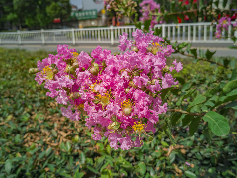 紫薇花