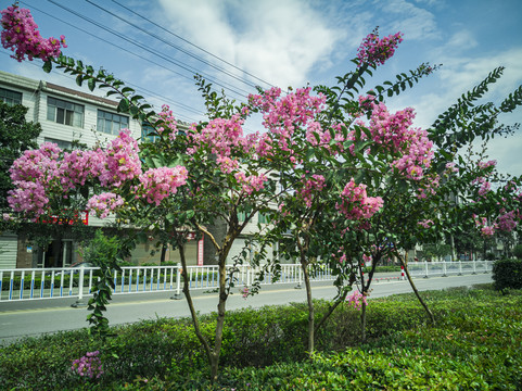 紫薇花