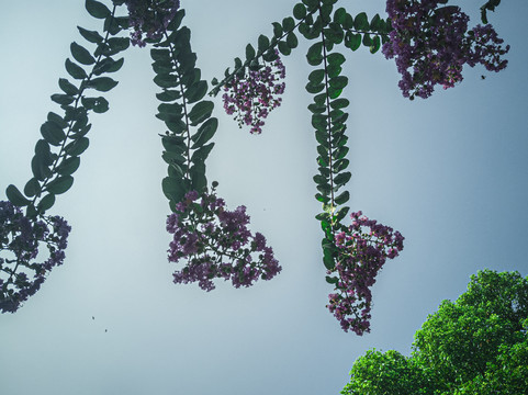 紫薇花