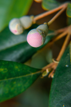 捻子花开桃金娘