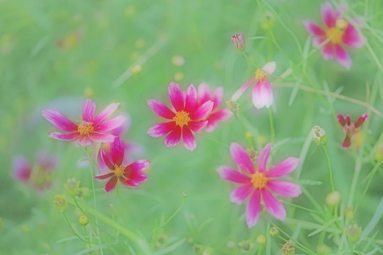 梦幻小红花背景