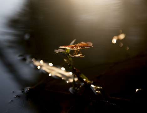 蜻蜓点水