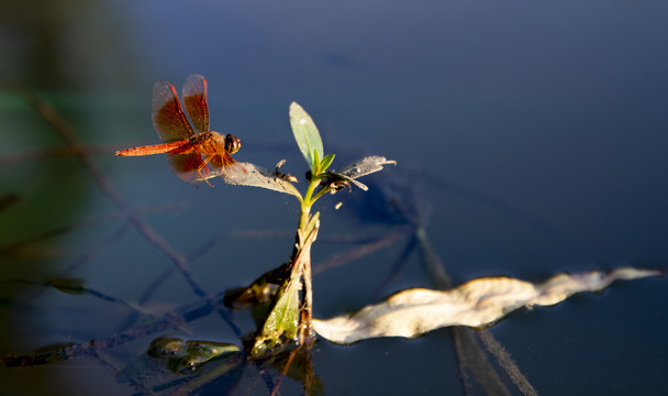 蜻蜓点水