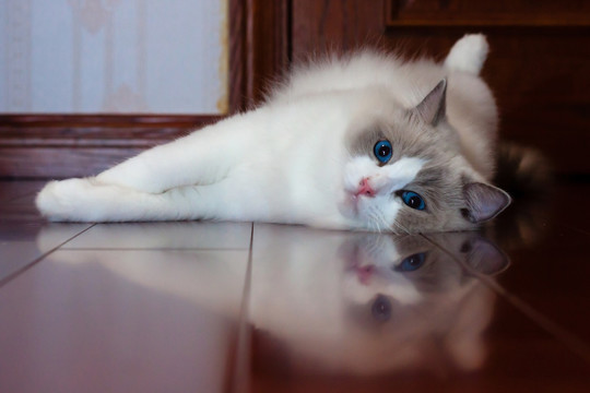 2岁布偶猫侧躺地板倒影