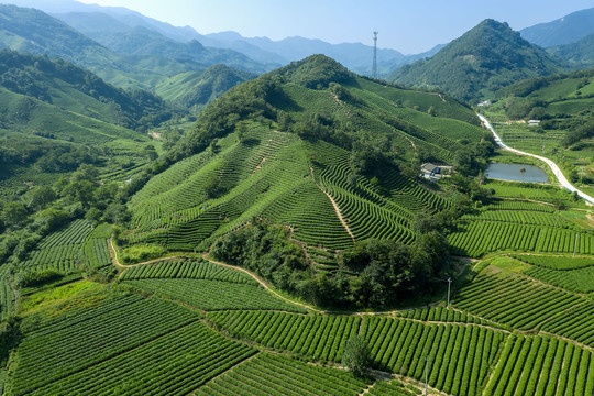 大山茶园摄影图