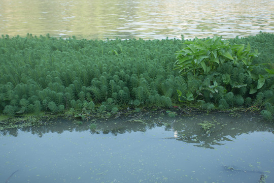 水草