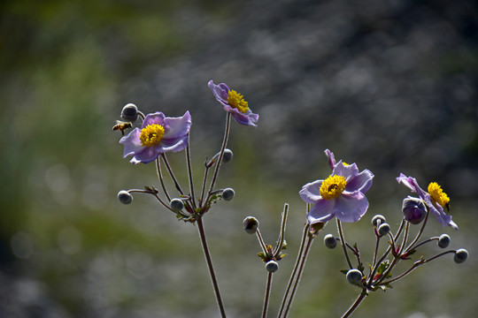 野棉花