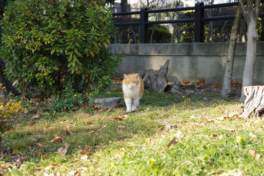 草地上的猫