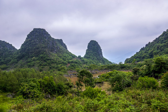 云南高山植被风光