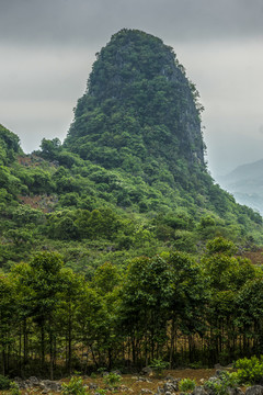 云南高山植被风光