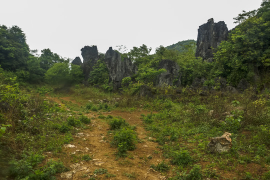 云南高山植被风光